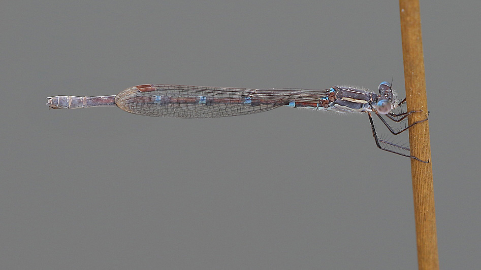 J17_3556 Austrolestes leda female.JPG